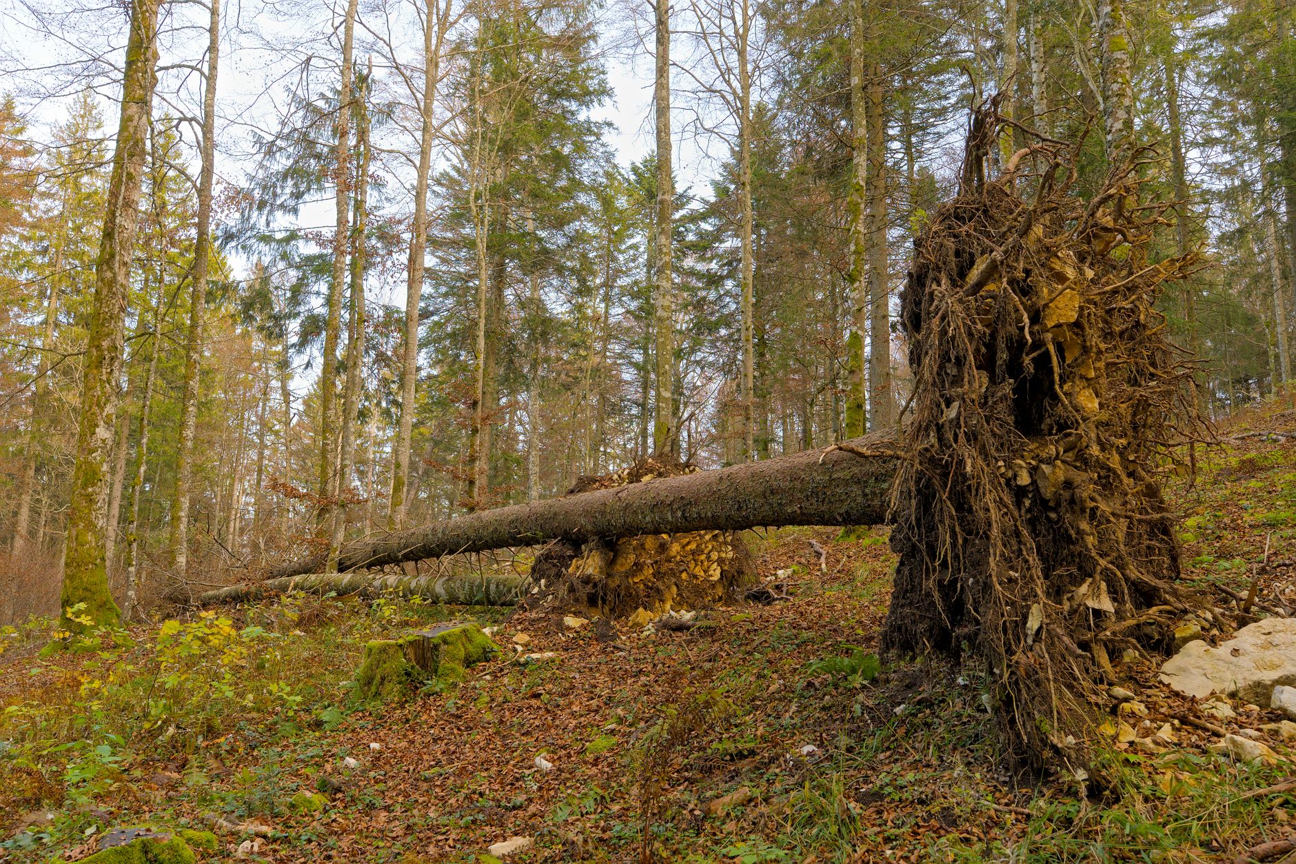 Enlèvement arbre urgence équipe à Issy-les-Moulineaux